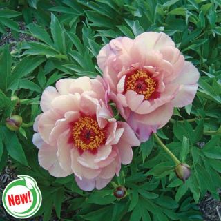 Berry Berry Fine Itoh Peony Thumbnail